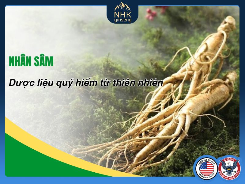 Nhân sâm - Dược liệu quý hiếm từ thiên nhiên