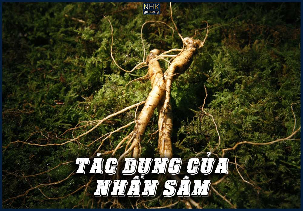 Sâm hoa kỳ tác dụng gì đến cơ thể