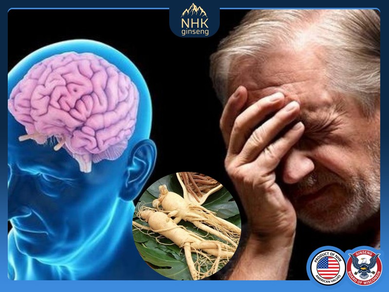 Giá trị dinh dưỡng của nhân sâm sẽ tốt cho trí nhớ, cải thiện chứng Alzheimer ở người già