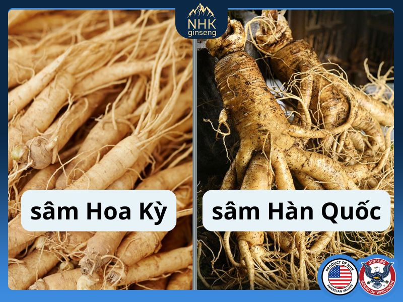 So sánh sâm Hàn Quốc và sâm Hoa Kỳ